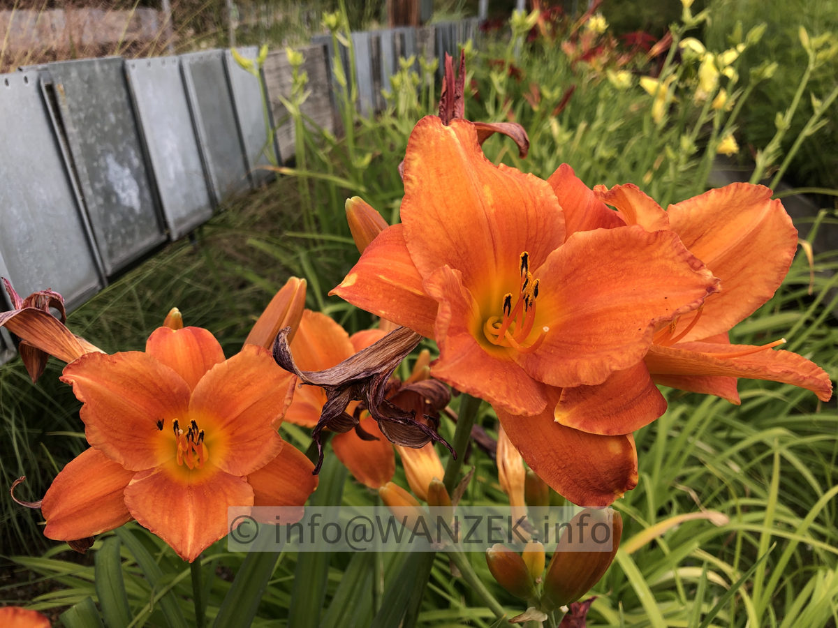 Hemerocallis Mauna Loa 001.JPG